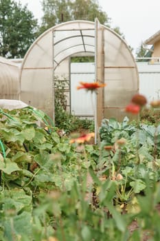 Large greenhouses for growing homemade vegetables. The concept of gardening and life in the country