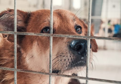 Portrait of lonely sad abandoned stray dog behind the fence at animal shelter. Best human's friend is waiting for a forever home. Animal rescue concept