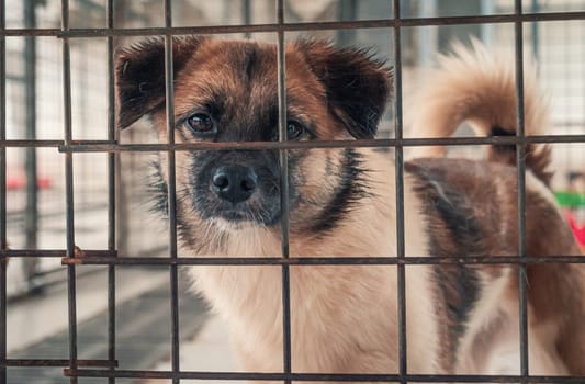 Portrait of lonely sad abandoned stray dog behind the fence at animal shelter. Best human's friend is waiting for a forever home. Animal rescue concept