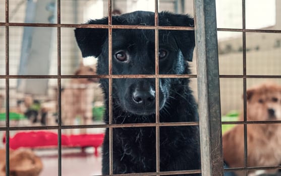 Portrait of lonely sad abandoned stray dog behind the fence at animal shelter. Best human's friend is waiting for a forever home. Animal rescue concept