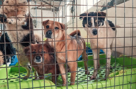 Lonely sad abandoned stray dogs behind the fence at animal shelter. Best human's friends waiting for a forever home. Animal rescue concept