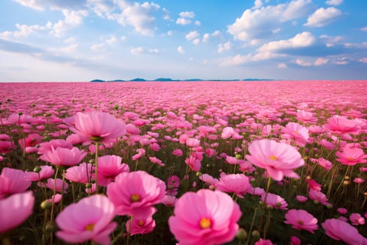 A flowery field, a field full of pink flowers, in the daytime, clouds in the sky. Flowering flowers, a symbol of spring, new life. A joyful time of nature waking up to life.