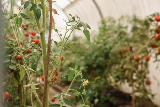 Tomatoes are hanging on a branch in the greenhouse. The concept of gardening and life in the country. A large greenhouse for growing homemade tomatoes