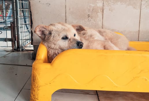 Sad dog in shelter waiting to be rescued and adopted to new home.