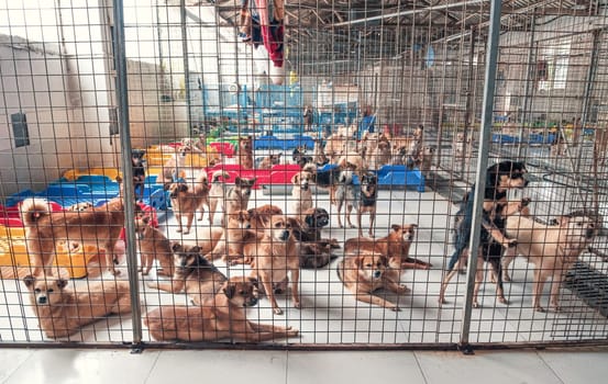 Lonely sad abandoned stray dogs behind the fence at animal shelter. Best human's friends waiting for a forever home. Animal rescue concept