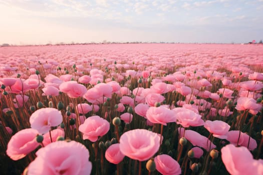 A flowery field, a field full of pink flowers, in the daytime, clouds in the sky. Flowering flowers, a symbol of spring, new life. A joyful time of nature waking up to life.