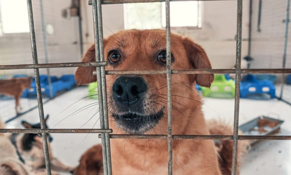 Portrait of lonely sad abandoned stray dog behind the fence at animal shelter. Best human's friend is waiting for a forever home. Animal rescue concept