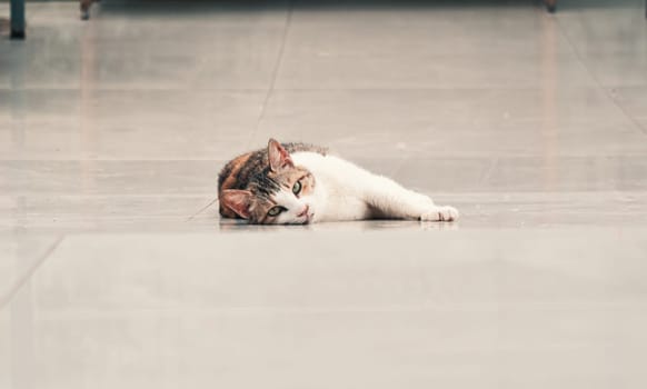 Close-up shot of homeless stray cat living in the animal shelter. Shelter for animals concept