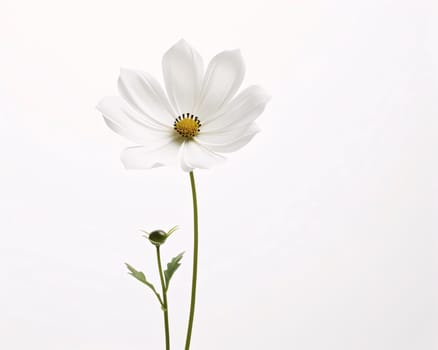 White flower with petals, daisy on white isolated background, green stem. Flowering flowers, a symbol of spring, new life. A joyful time of nature waking up to life.