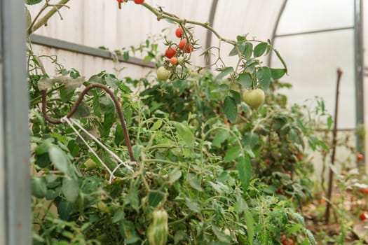 Tomatoes are hanging on a branch in the greenhouse. The concept of gardening and life in the country. A large greenhouse for growing homemade tomatoes