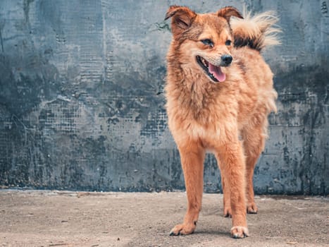 Sad dog in shelter waiting to be rescued and adopted to new home.