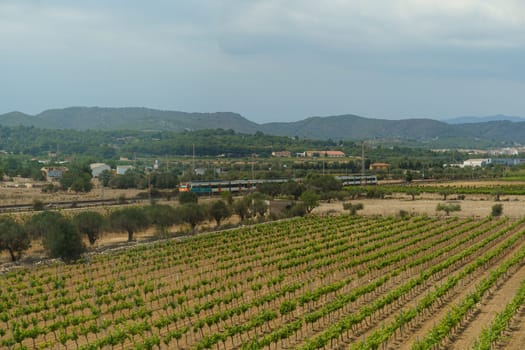 Bellaterra, Spain - May 24, 2023: A vast field with scattered trees under a clear sky, showcasing a train moving in the distance.