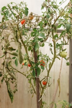 Tomatoes are hanging on a branch in the greenhouse. The concept of gardening and life in the country.