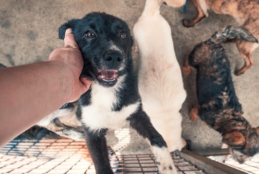 Male hand petting stray dog in pet shelter. People, Animals, Volunteering And Helping Concept.