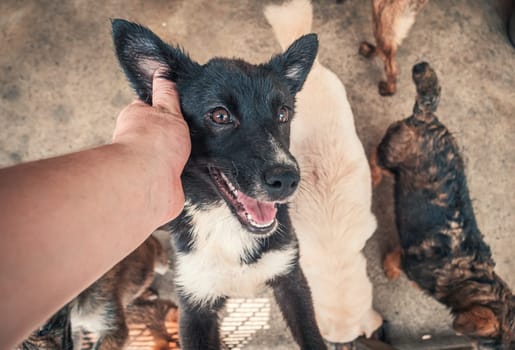 Male hand petting caged stray dog in pet shelter. People, Animals, Volunteering And Helping Concept.