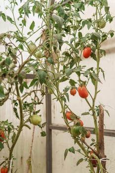 Tomatoes are hanging on a branch in the greenhouse. The concept of gardening and life in the country.