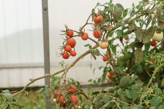 Tomatoes are hanging on a branch in the greenhouse. The concept of gardening and life in the country.