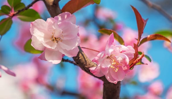 Close-up shot of springtime peach tree blossoms, blue sky on the background.