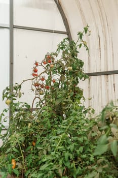 Tomatoes are hanging on a branch in the greenhouse. The concept of gardening and life in the country. A large greenhouse for growing homemade tomatoes