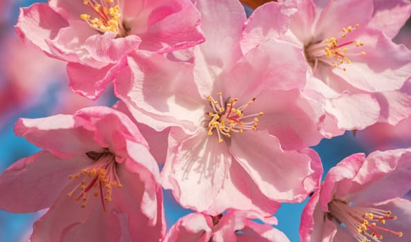 Close-up shot of springtime peach tree blossoms, blue sky on the background.