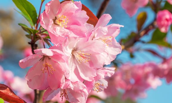Close-up shot of springtime peach tree blossoms, blue sky on the background.