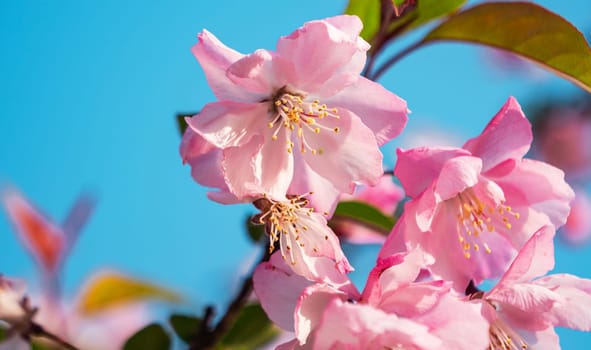 Close-up shot of springtime peach tree blossoms, blue sky on the background.