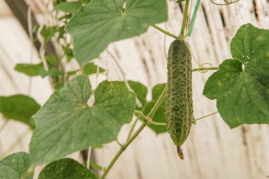 Cucumbers hang on a branch in the greenhouse. The concept of gardening and life in the country