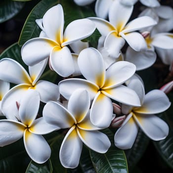 A lot of white plumeria flowers. Flowering flowers, a symbol of spring, new life. A joyful time of nature waking up to life.