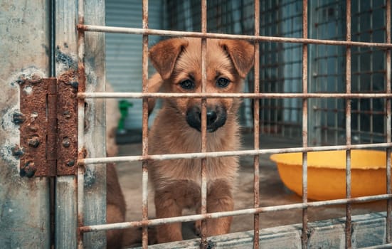 Portrait of sad puppy in shelter behind fence waiting to be rescued and adopted to new home. Shelter for animals concept