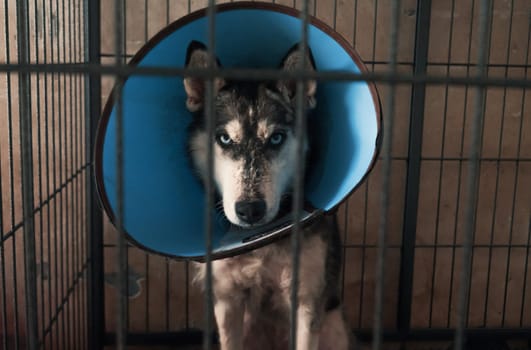 Portrait of sad dog in shelter behind fence waiting to be rescued and adopted to new home.