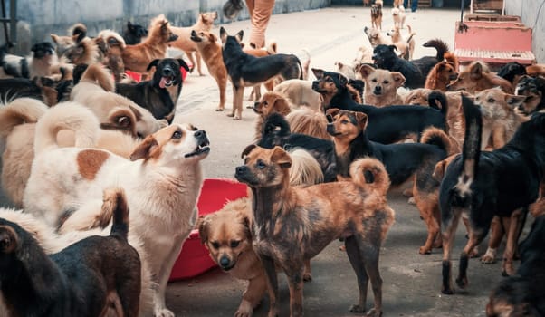 Unwanted and homeless dogs in animal shelter. Asylum for dog. Stray dogs behind the fence. Poor and hungry street dogs and urban free-ranging dogs.