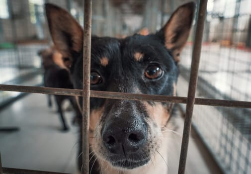 Portrait of sad dog in shelter behind fence waiting to be rescued and adopted to new home.