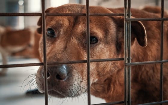 Portrait of sad dog in shelter behind fence waiting to be rescued and adopted to new home.