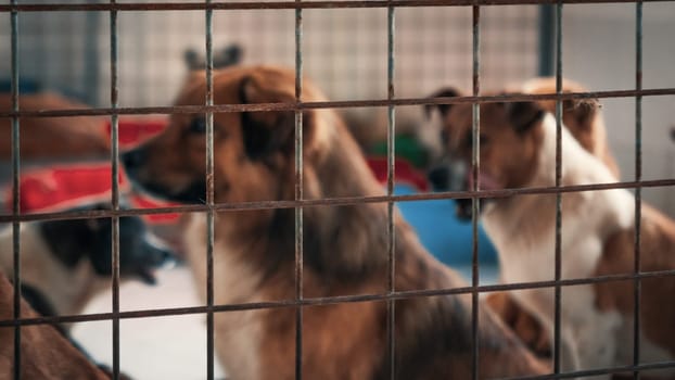 Blured image of unwanted and homeless dogs in animal shelter. Asylum for dog. Stray dogs behind the fence. Poor and hungry street dogs and urban free-ranging dogs.