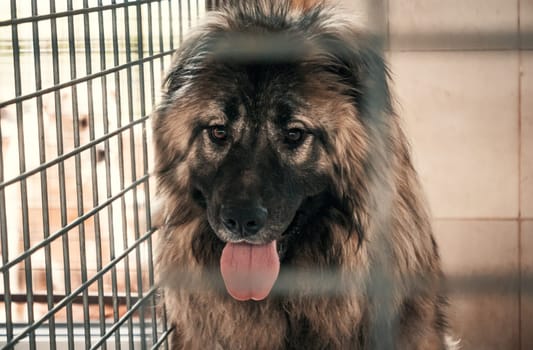 Sad dog in shelter waiting to be rescued and adopted to new home.