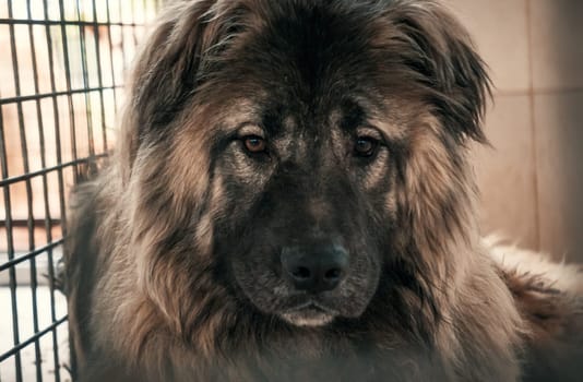 Sad dog in shelter waiting to be rescued and adopted to new home.