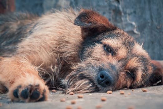 Close-up shot of lonely stray dog lying on the floor in shelter, suffering hungry miserable life, homelessness