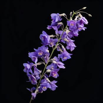 Purple orchid on black background. Flowering flowers, a symbol of spring, new life. A joyful time of nature waking up to life.