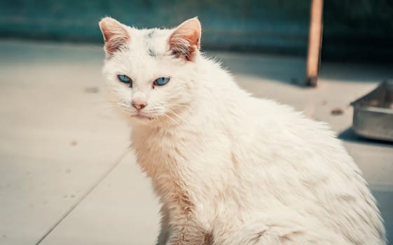 Portrait shot of blue eyes homeless stray cat living in the animal shelter. Shelter for animals concept