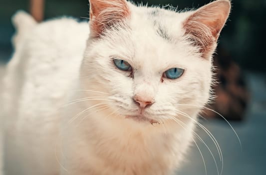 Portrait shot of blue eyes homeless stray cat living in the animal shelter. Shelter for animals concept