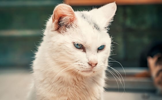 Portrait shot of blue eyes homeless stray cat living in the animal shelter. Shelter for animals concept