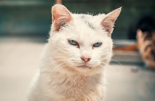 Portrait shot of blue eyes homeless stray cat living in the animal shelter. Shelter for animals concept