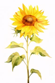 Drawn, painted sunflower on isolated white background. Flowering flowers, a symbol of spring, new life. A joyful time of nature waking up to life.