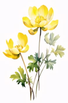 Drawn, painted image yellow flowers on isolated white background. Flowering flowers, a symbol of spring, new life. A joyful time of nature waking up to life.