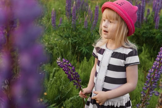 A blonde girl in a field with purple flowers. A little girl in a pink hat is picking flowers in a field. A field with lupines.