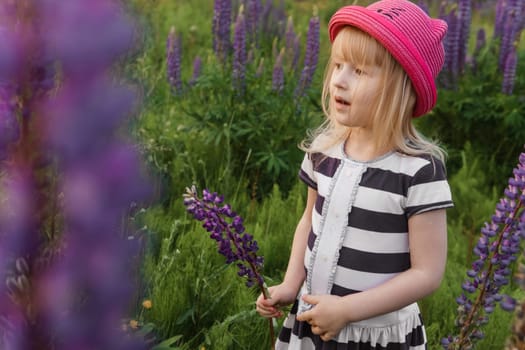 A blonde girl in a field with purple flowers. A little girl in a pink hat is picking flowers in a field. A field with lupines.