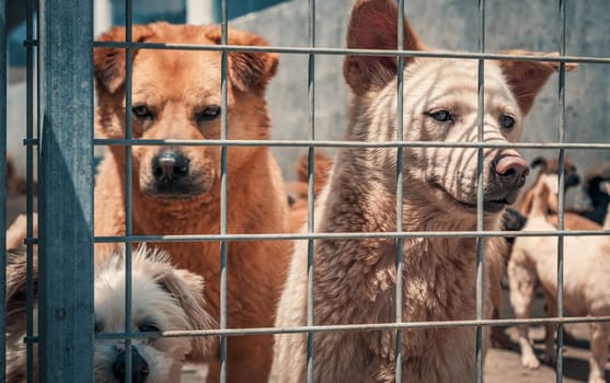 Unwanted and homeless dogs in animal shelter. Asylum for dog. Stray dogs behind the fence. Poor and hungry street dogs and urban free-ranging dogs.