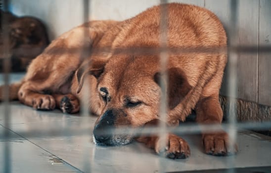 Sad dog in shelter behind fence waiting to be rescued and adopted to new home.