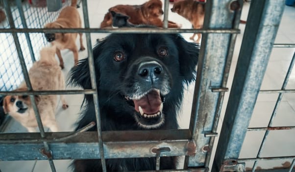 Portrait of dog in shelter behind fence waiting to be rescued and adopted to new home.