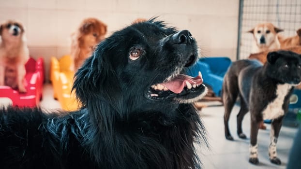 Mixed breed dog in shelter waiting to be rescued and adopted to new home.